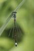 Ischnura elegans